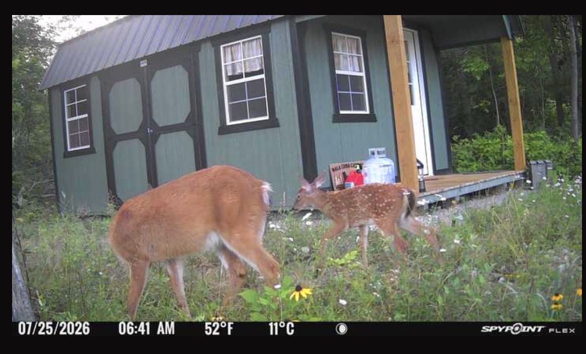 Mama and baby coming for an early morning visit